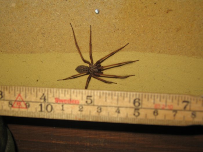Stor spindel bredvid tumstock som visar dess storlek på cirka 5 cm i en källare.