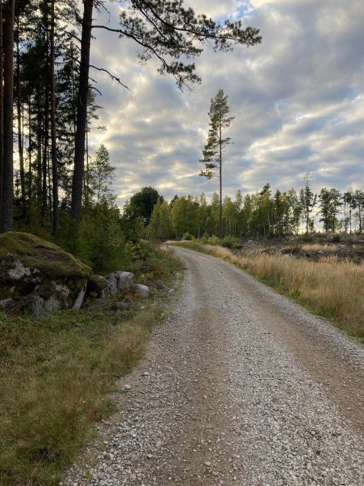 Grusväg genom skog med tallar och klippor under en molnig himmel vid skymningen.