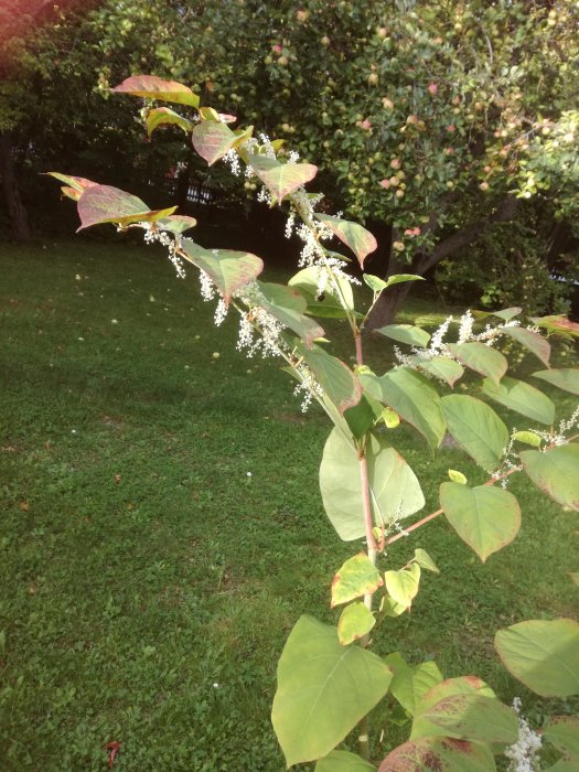 En blommande buske i förgrunden med ett äppelträd lastat med äpplen i bakgrunden.