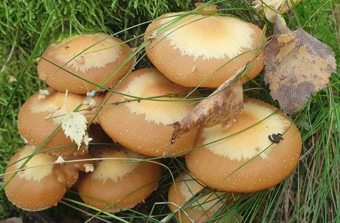 Närbild av grupp bruna svampar som växer i grön mossa med smala grässtrån och höstlöv.