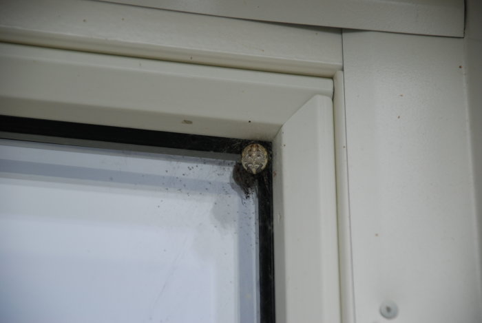 En spindel med 2 cm i diameter i ett hörn av ett fönster med spindelnät och smuts.