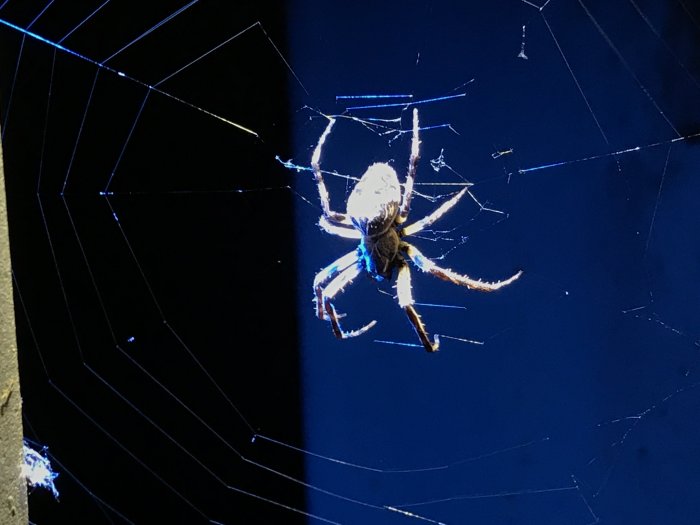 Spindel i sitt nät belyst mot en mörk bakgrund.