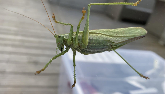 Närbild på en stor grön gräshoppa med långa antenner och ben.