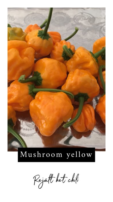 Samling av gula svampformade chili på en tallrik med texten "Mushroom yellow, Rejält het chili".