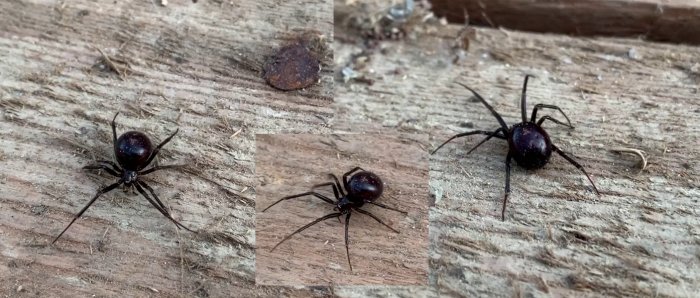 Tre bilder av samma typ av mörkfärgade spindel med glänsande bakkropp, på ett trät underlag, i någons källare.