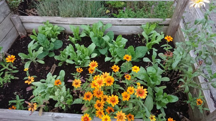 En blomlåda med ringblommor, zinnia och blomstertobak i olika tillväxtstadier och färger.