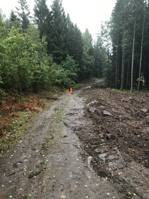 Lerig skogsväg omgiven av gröna träd och buskar med en orange kon placerad till vänster.