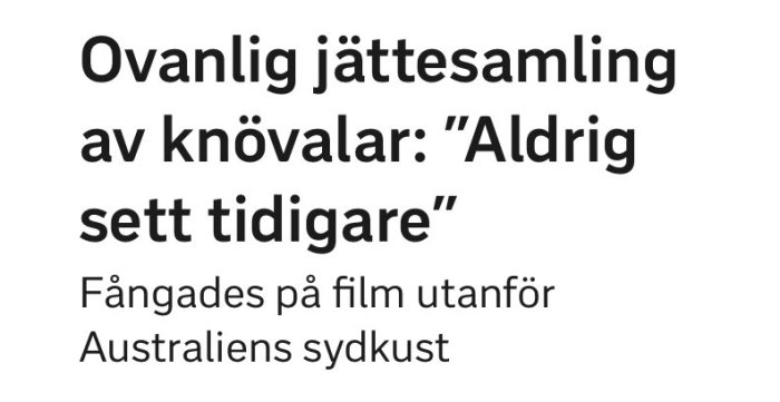 Text från nyhetsartikel om ovanlig samling knölvalar filmade utanför Australiens sydkust.