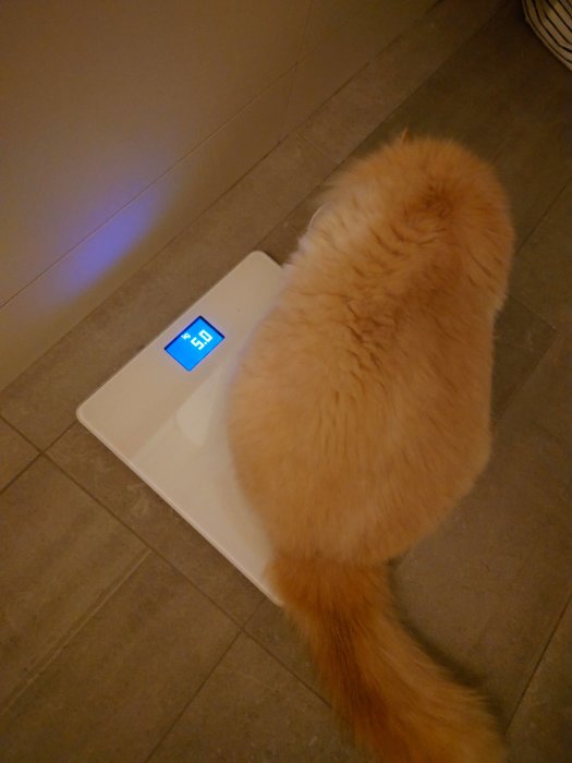 En orange katt halvt på en digital våg som visar 8.15 kg.