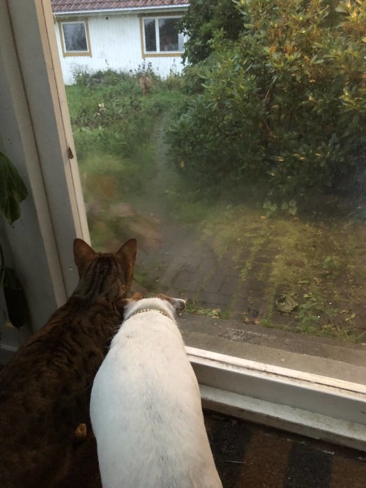 Katt och hund tittar ut genom fönster på rådjur i trädgården.