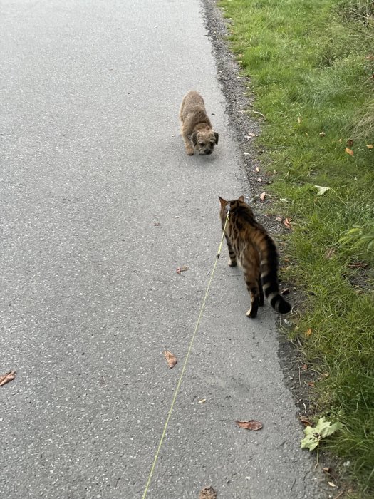 En katt på koppel möter en liten hund på en promenadväg med gräs vid sidan.