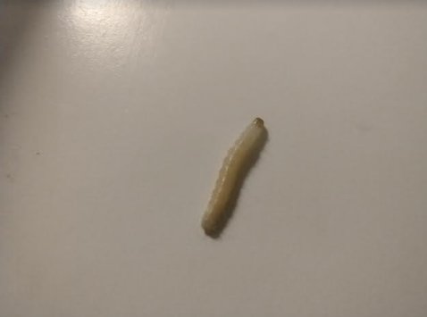 En larv på ett ljust underlag, troligen en mal-larv hittad i ett grovkök.