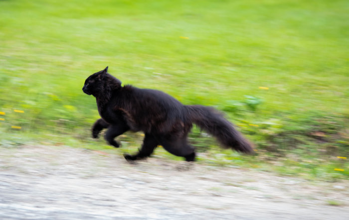 Svart katt i rörelseoskärpa springer över en grusväg med grön bakgrund.