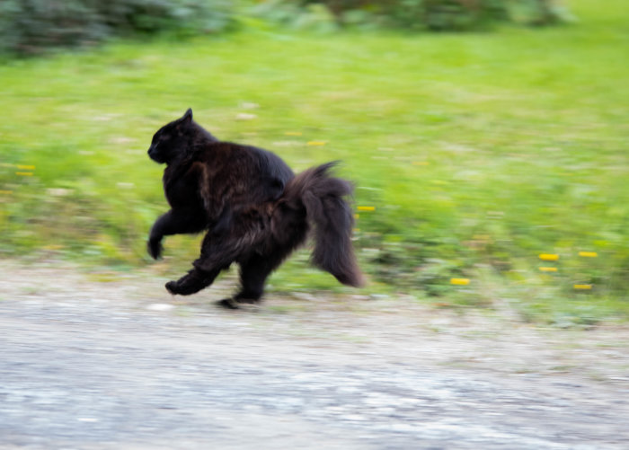 Svart katt i rörelseoskärpa springer över en väg.