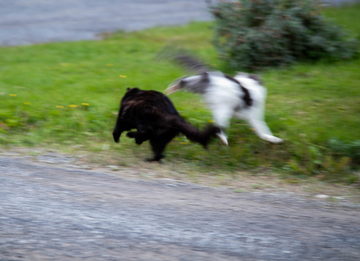 Suddig bild av en svart katt och en vit-svart katt som springer över en väg