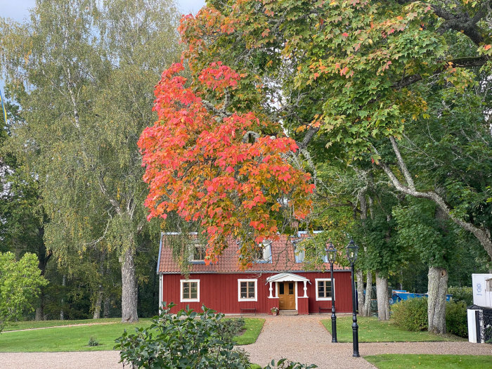 Renoverad flygelbyggnad med faluröd fasad, munblåsta fönsterglas i guldockra omgiven av höstlövsträd.