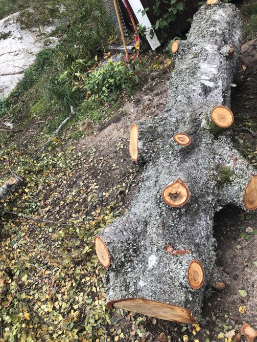 Stor björkstam klar för vedkapning bland höstlöv, erbjuds till bättre behövande eldare.