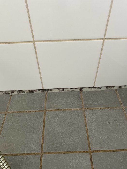 Svartmögel på fog mellan badrumsgolvets kakel och väggkakel.