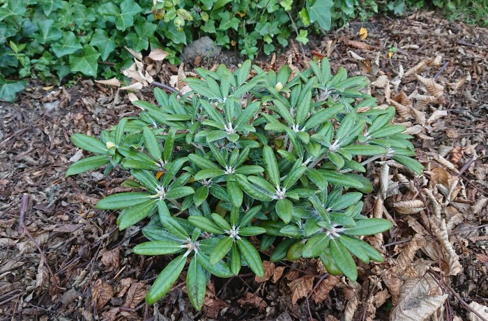 Rhododendron Wada-busk med stora knoppar bland höstlöv.