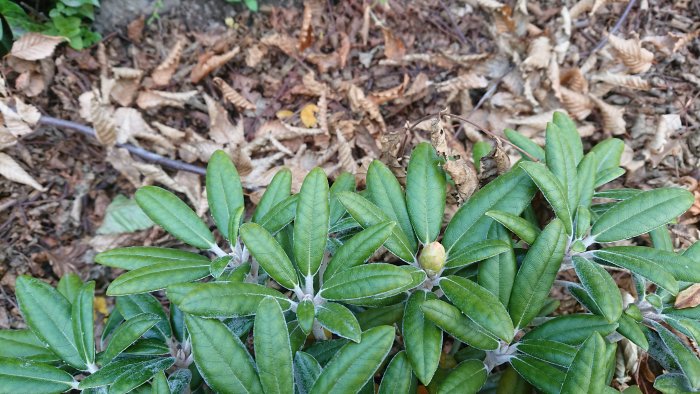 Rhododendronbuske med stora knoppar och gröna löv mot en bakgrund av lövrik mark.