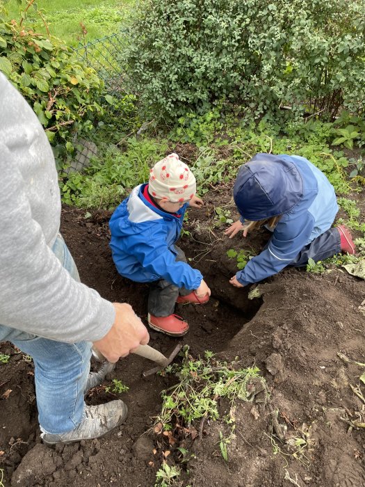 Två barn och en vuxen gräver i jordgubbsland, barn i regnkläder och plockar potatis.