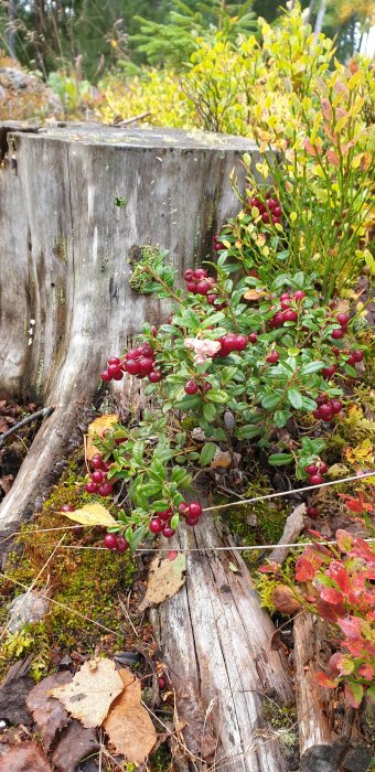Lingonbär på grenar bredvid en gammal trädstubbe i en höstskog.