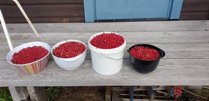 Röda vinbär i tre behållare av olika storlekar på ett träbord utomhus.