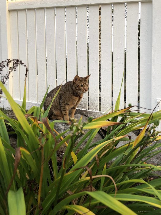 Katt utforskar uteplatsen för första gången, omgiven av gröna växter och vit staket.