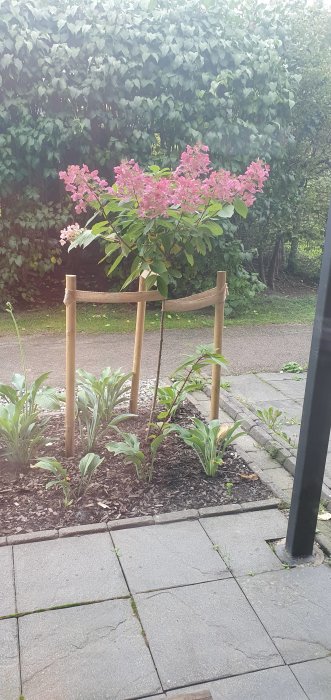 En vipphortensia med rosa blommor stöttad av fyra träpinnar, omgiven av låga gröna växter och barkmulch.