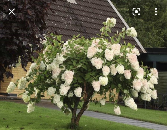 Buske med frodiga, vita blommklasar och gröna blad mot hus och trädgård.