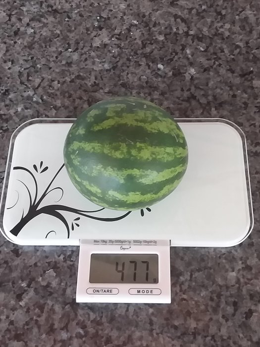 Vattenmelon på våg visar 477 gram, liknande ett större krocketklot, odlad i växthus.