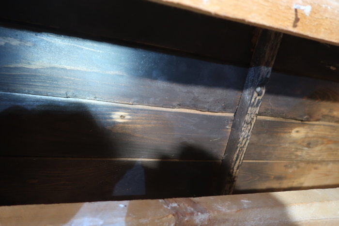 Trärysk med potentiell svartmögelpåväxt synlig på ytan, belyst av en ljusstråle.