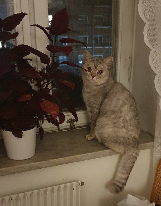 Grå katt Signe sitter på fönsterkarmen inomhus bredvid en röd växt, ser lugn ut.