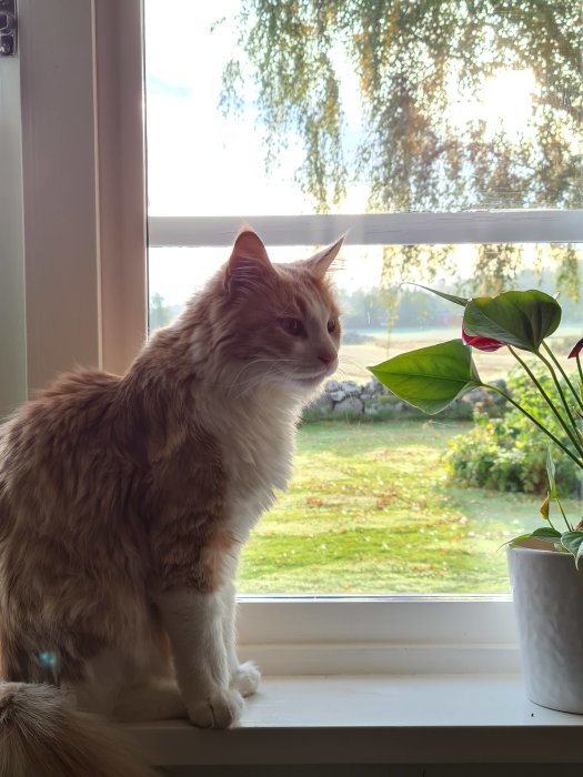 En röd och vit norsk skogskatt som tittar ut genom ett fönster, bredvid en blomkruka.