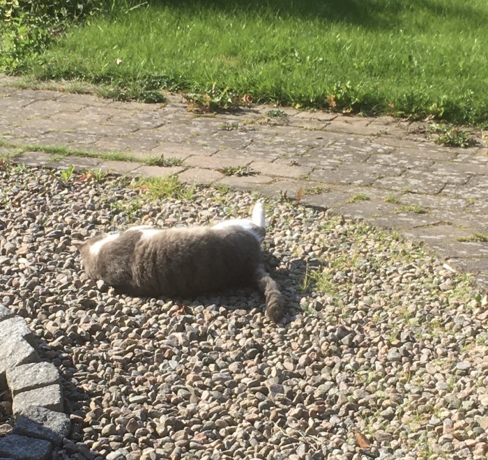 Katt ligger avslappnat på sidan på grus vid stenplattor och gräsmatta i solskenet.