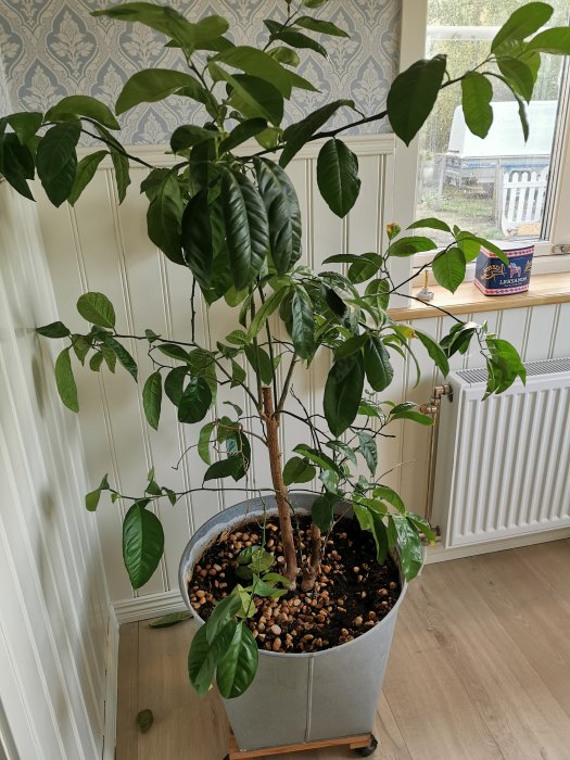 Apelsinträd med gröna löv i grå kruka inomhus, intill fönster och radiator, utan blommor eller frukt.