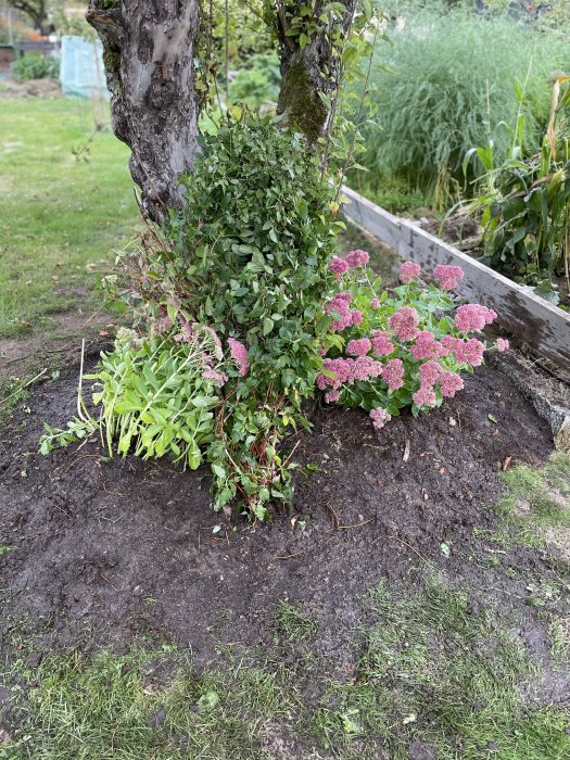 Nyplanterad rabatt med blommor och gröna växter vid trädstam i trädgård.