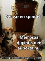 Hund sitter bland förstörda dörrfragment, text skämtar att en spindel orsakade röran men är borta nu.