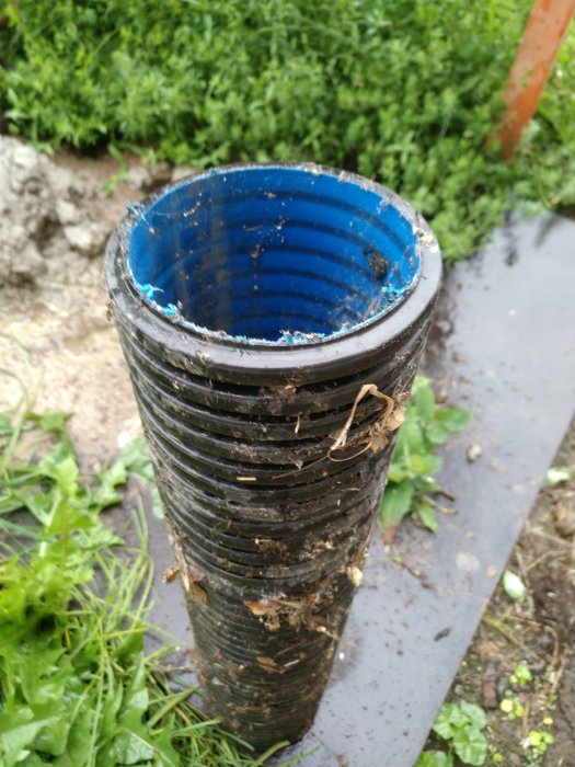 Öppen ände av en smutsig, svart dräneringsrör av plast som sticker upp ur marken med grön vegetation i bakgrunden.