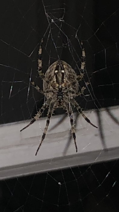 Stor spindelhona sedd underifrån i sitt nät mot en suddig bakgrund.