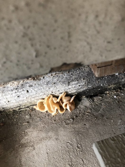 Svampar som växer mellan en gammal vägg och en nygjuten betongplatta i ett byggprojekt.