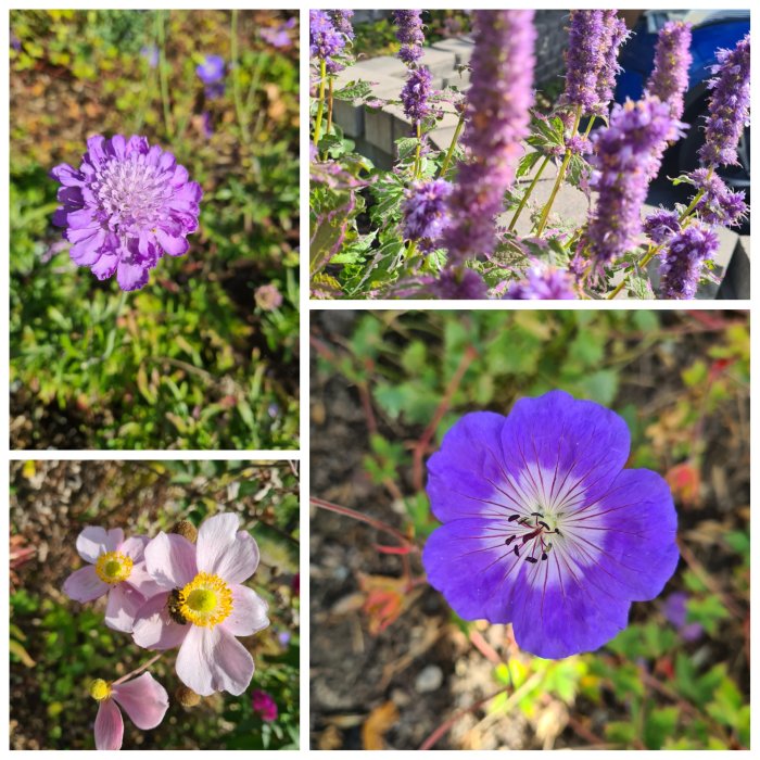 Kollage med blommande näva "Rozanne", gula höstanemoner och lila greekvädd i trädgård.