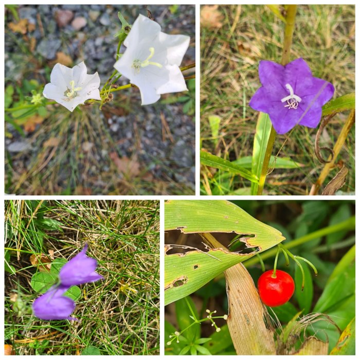 Collage av sent blommande växter: vit näva, lila grekvädd, röd bärliknande frukt.