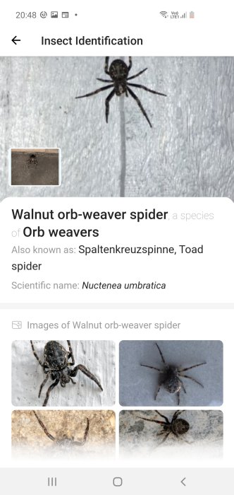 Skärmdump av appen 'PictureThis' som identifierar en valnötskorsedelsspindel, Nuctenea umbratica.
