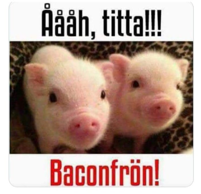 Två smågrisar framför texten "Ååh, titta!! Baconfrön!" med humoristisk ton.