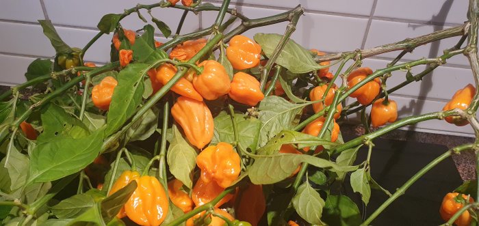 Nyss skördade orange habanerochilifrukter på grenar med bladverk.