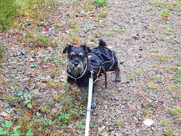 Blöt dvärgschnauzer i regnkläder vägrar gå mer, står på en skogsstig.