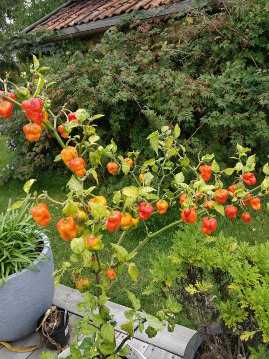 Mogna röda och orangea chilifrukter som växer på en grön planta i en trädgård.