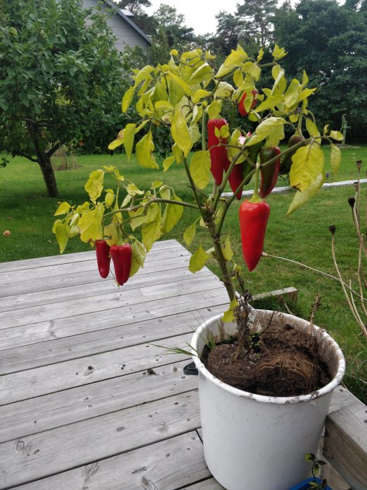Chilipeppar och paprika som växer i en vit kruka på en trätrall utomhus.