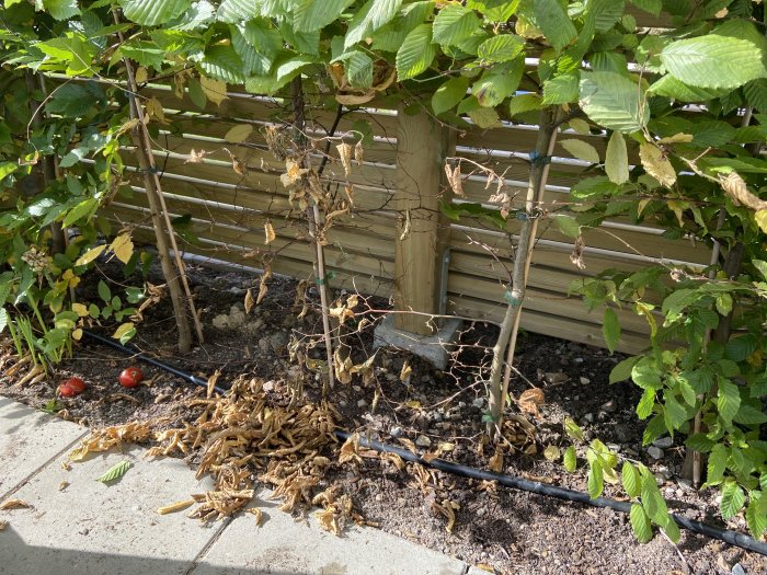 Skadad avenbokshäck med döda grenar och löv framför en trästaket, vissnad där pallkrage stått.